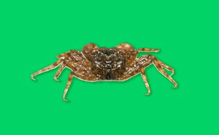 Các nhà khoa học khám phá ra loài cua mới, dài không quá 1 cm và có thể leo cây (đúng, leo lên cây)