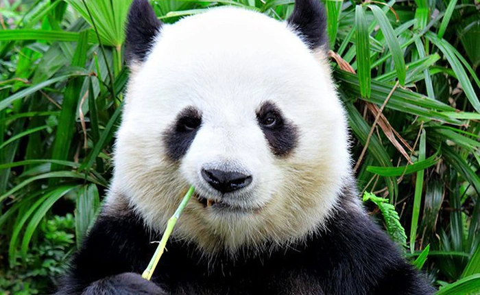 Các nhà khoa học đã tìm ra lý do vì sao Gấu trúc lại có 2 màu đen và trắng