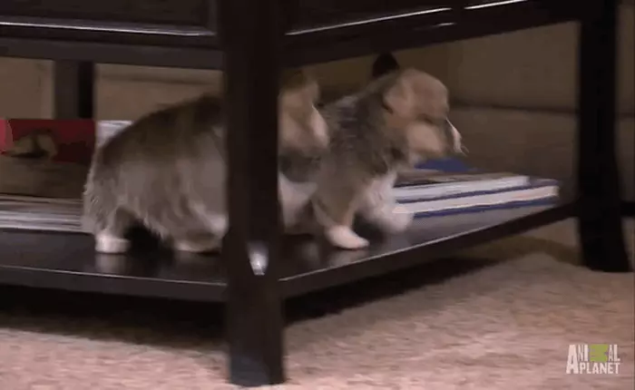 17 hình ảnh hài hước của động vật đang gây sốt trên internet