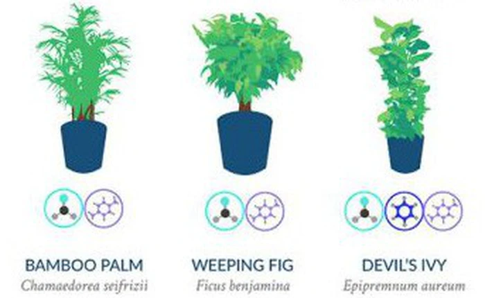 Nasa giới thiệu 17 loại cây cảnh giúp thanh lọc không khí cực tốt, phù hợp cho ngày Tết