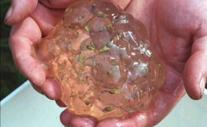 11 bí ẩn các nhà khoa học vẫn chưa thể giải thích được