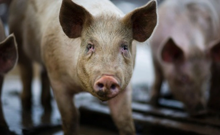 Egenesis - Startup được sáng lập bởi một cô gái 8x vừa nhận 38 triệu USD, muốn ghép nội tạng của lợn vào cơ thể người