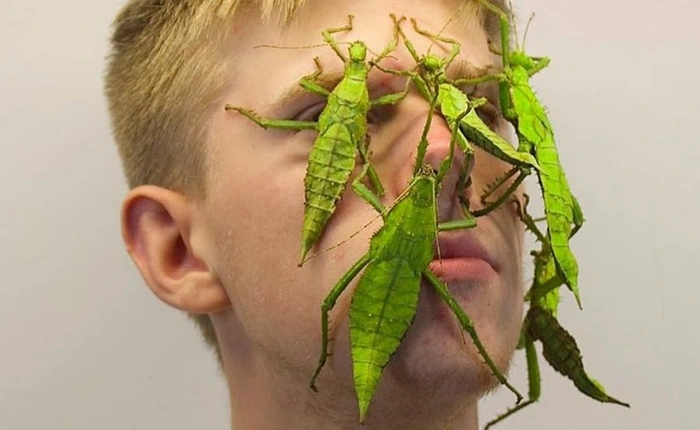 Chàng trai trở nên nổi tiếng trên Instagram chỉ nhờ cho... côn trùng lên mặt