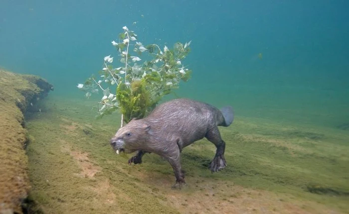 Ngâm mình dưới lòng sông hàng đêm trong bốn năm liền để chụp ảnh hải ly, nhiếp ảnh gia đã được đền đáp xứng đáng