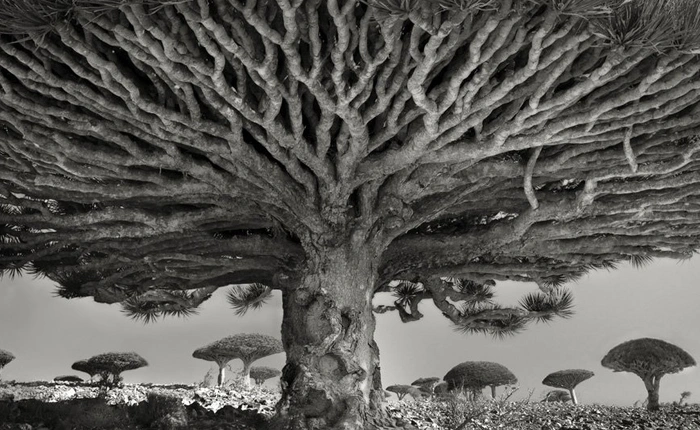 Ngắm bộ ảnh được thực hiện trong 14 năm, chụp những cây cổ thụ già nhất và lộng lẫy nhất trên thế giới