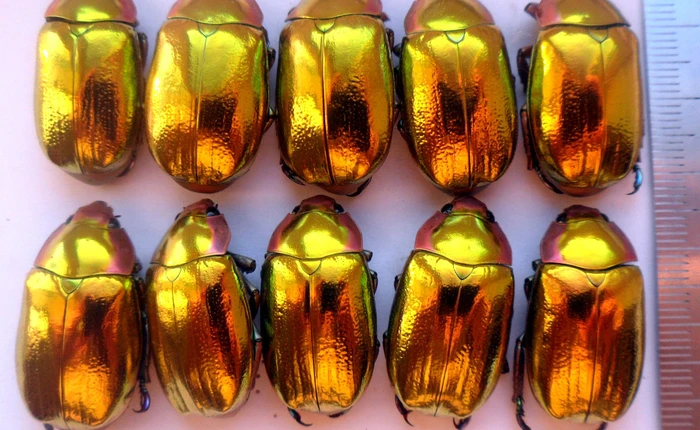 Nhìn bọ hung mà tưởng cục vàng, và các nhà khoa học đã khám phá ra bí mật đằng sau màu sắc ảo diệu của chúng