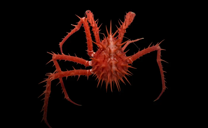 Cùng ngắm nhìn những bức ảnh đẹp nghẹt thở về các loài sinh vật kì dị dưới đáy biển sâu