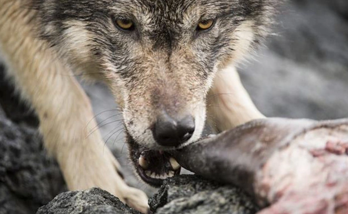 Gặp gỡ loài sói biển hiếm hoi ở Canada, chuyên ăn cá hồi và có thể bơi lội ngoài đại dương nhiều giờ liền