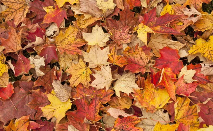 Vì tiếng Anh rắc rối, Microsoft sẽ phải đổi tên bản cập nhật lớn Windows 10 Fall Creators Update