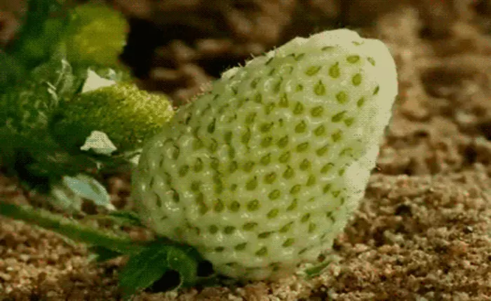 Tưởng vô tri vô giác, nhưng hóa ra thực vật cảm nhận được nỗi đau khi chúng bị ăn