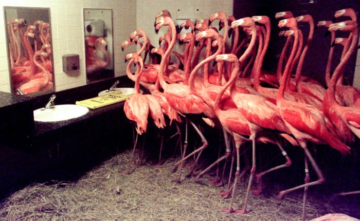 Bão đến, các sở thú và thủy cung tại Mỹ đã làm thế nào để bảo vệ những “cư dân” của mình?