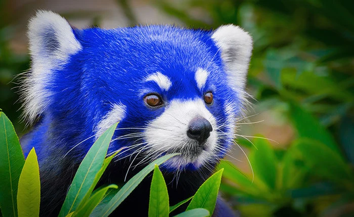 Bản cập nhật Firefox 57 Quantum: Giao diện Photon, tốc độ tăng gấp 2 lần, nhanh hơn Chrome nhưng tiêu thụ bộ nhớ ít hơn 30%