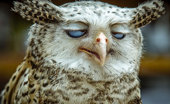 [Vui] Những hành vi bất ngờ và hài hước của động vật hoang dã khi bị chụp ảnh dìm hàng