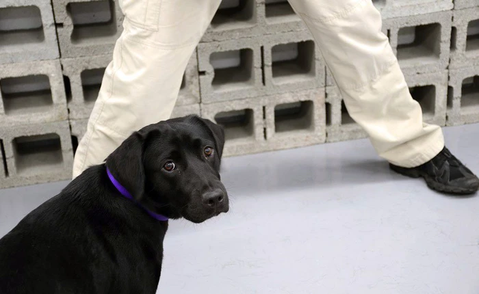 CIA vừa sa thải một cô chó vì không chịu đánh hơi chất nổ nữa