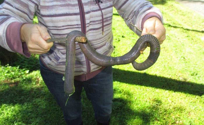 Úc: Mưa lớn khiến giun đất khổng lồ lộ diện, to hơn cả rắn