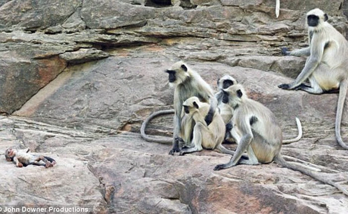 Camera giấu kín bắt được khoảnh khắc khó tin: cả đàn khỉ xót thương cho một con robot