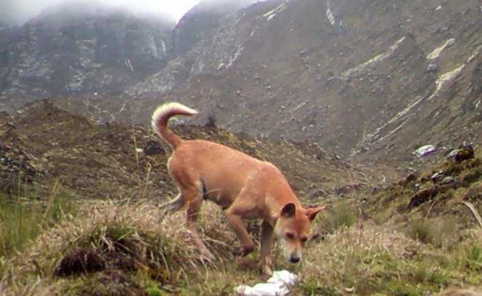 Mới phát hiện ra loài chó hiếm và cổ xưa nhất Trái Đất vẫn còn sống khỏe