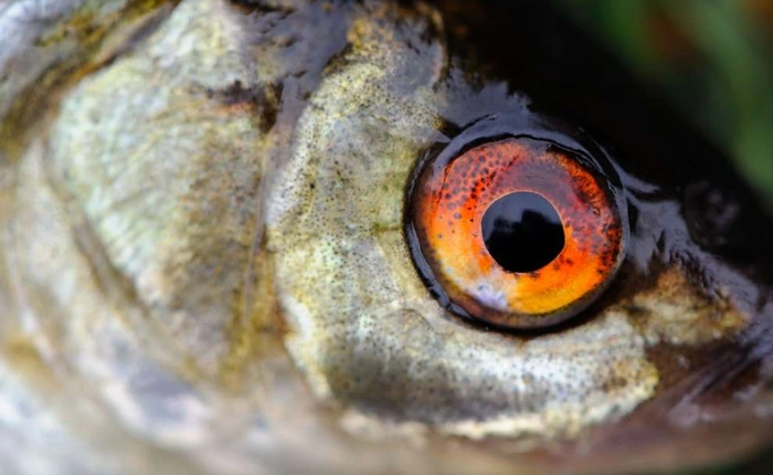 Anh: Cá đực chuyển giới, đẻ được cả trứng vì con người vứt thuốc tránh thai xuống bồn cầu