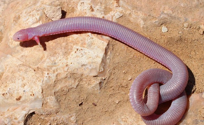 Chiêm ngưỡng ngoại hình kỳ lạ của sinh vật nửa giun nửa rắn nhưng lại có 2 chân