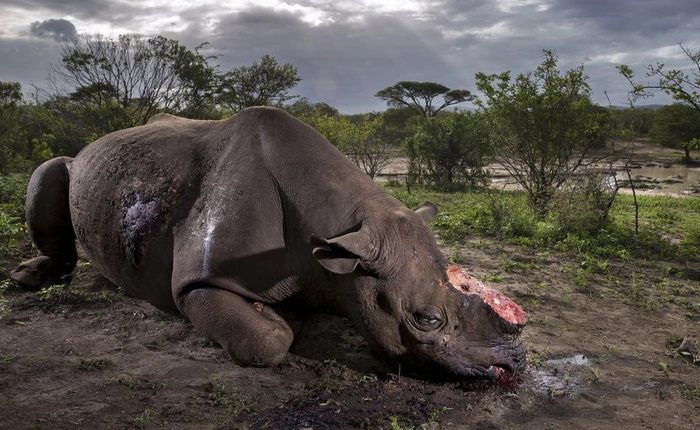 Câu chuyện đằng sau bức ảnh đoạt giải nhất cuộc thi Nhiếp ảnh Cuộc sống Hoang dã 2017