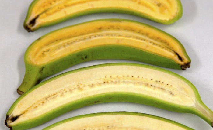 Kết hợp gen giữa hai loại chuối để tạo ra loại thực phẩm bổ dưỡng giàu vitamin A hơn, các nhà khoa học có thể cứu sống được hàng trăm ngàn trẻ em