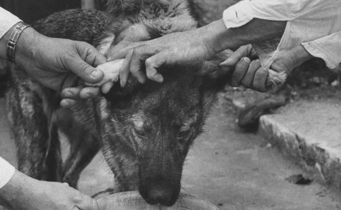 Chuyện hoàn toàn có thật: Các nhà khoa học Nga tạo ra một con chó hai đầu từ 2 giống khác nhau