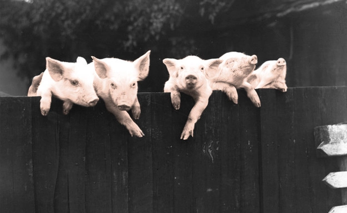 Top 7 câu chuyện trên thế giới nghe cứ tưởng là đùa mà lại là thật