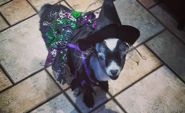 Thú cưng cũng muốn chơi Halloween, và đây là những bộ trang phục đáng yêu nhất bạn từng thấy