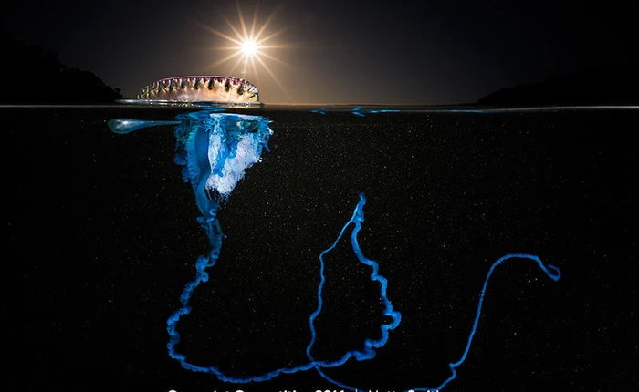 13 bức ảnh chụp dưới mặt nước đẹp không thể tin được, như đến từ hành tinh khác vậy