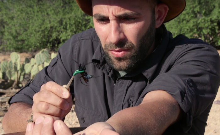 Anh chàng này tự cho ong bắp cày, kiến lửa, bọ cạp và nhiều loài vật khác đốt mình để làm thí nghiệm cho người khác xem