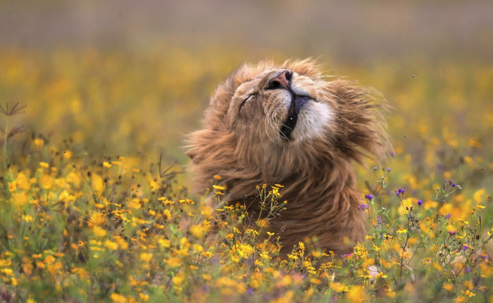 [Ảnh] National Geographic công bố kết quả cuộc thi Nhiếp ảnh gia Thiên nhiên 2017