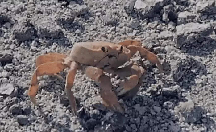 Trọng thương vì chim truy sát, con cua tự phế một bên càng để giữ mạng sống