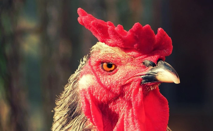 Trung Quốc phát triển công nghệ nhận dạng khuôn mặt cho gà