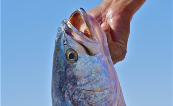 Đây là con cá to mồm nhất Vịnh Bắc Bộ, đó cũng là lý do khiến chúng gặp nguy hiểm