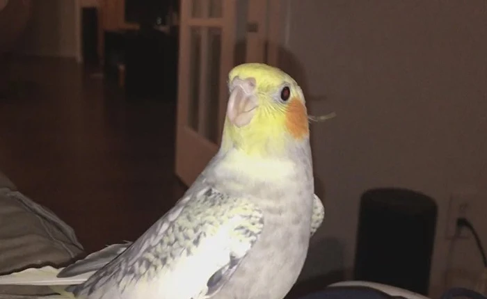 Chú vẹt biết hát nhạc chuông iPhone không tin mình hát hay đến thế sau khi xem lại video