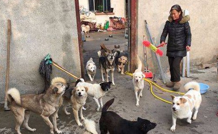 Trung Quốc: Gia đình ly tán, bán hết nhà cửa vì cưu mang 130 con chó bị bỏ rơi