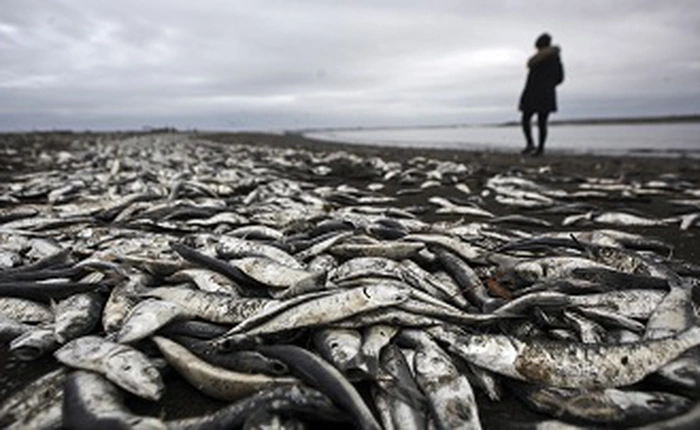 Chính vì con người, lượng oxy trong các đại dương đã giảm khoảng 80 tỷ tấn và vẫn đang tiếp tục