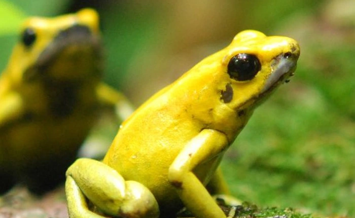 Tại sao ếch độc tự liếm bản thân mà không lăn ra chết?