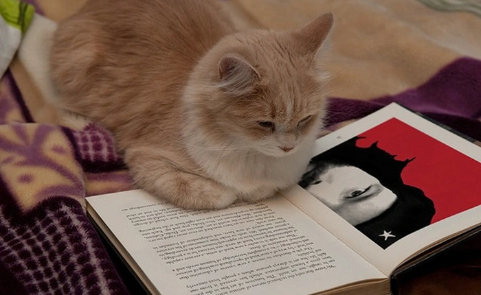 Internet đang ngày càng khó đọc - lỗi của các nhà phát triển cứ mải miết chạy theo xu hướng?