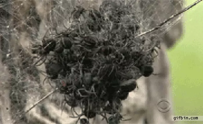 Nói nhỏ bạn nghe: tổng trọng lượng thức ăn của loài nhện trên Trái Đất  tương đương với tổng trọng lượng của toàn bộ loài người