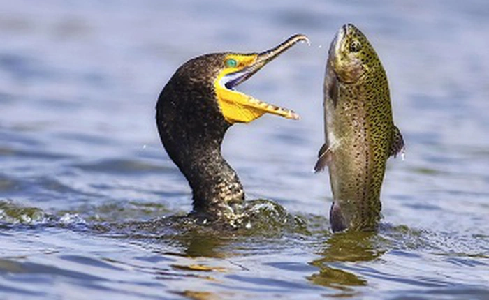 Những con "quái vật tí hon" này ký sinh trong nhãn cầu động vật, có thể điều kiển vật chủ tự dâng mình cho thú ăn thịt