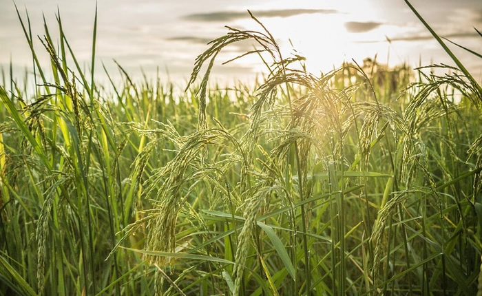 Biến đổi khí hậu đang khiến thực vật chúng ta ăn chứa nhiều đường mà lại ít dinh dưỡng hơn