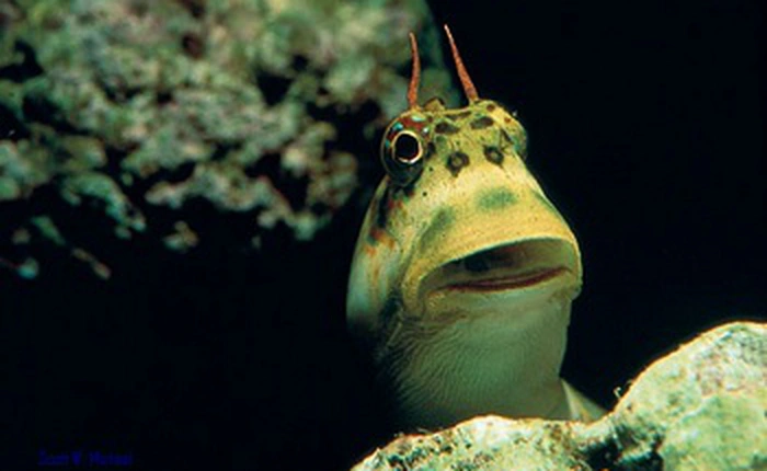 Phát hiện loài cá đang tiến hóa để chuẩn bị bỏ nước lên bờ sống