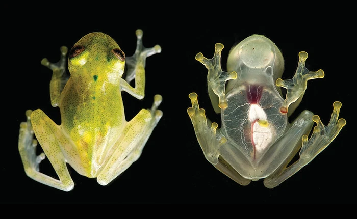 Chúng ta có thể nhìn thấy trái tim đang đập của loài "ếch thuỷ tinh" này