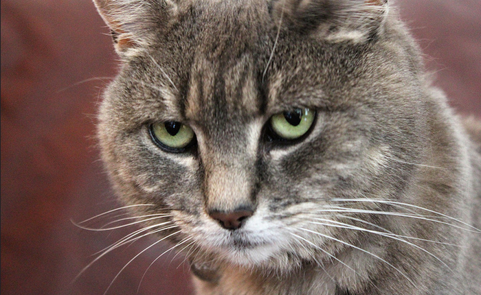 Google có thể trả lời mọi câu hỏi của bạn nhưng đừng vội tin kết quả trả ra, đây là ví dụ cho thấy điều đó