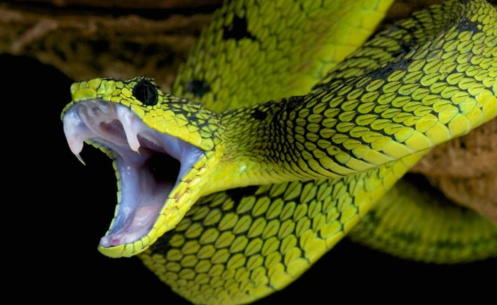 Nọc độc rắn tưởng chừng chết người nhưng lại được chế tạo thành thuốc điều trị bệnh tim mạch, không có tác dụng phụ