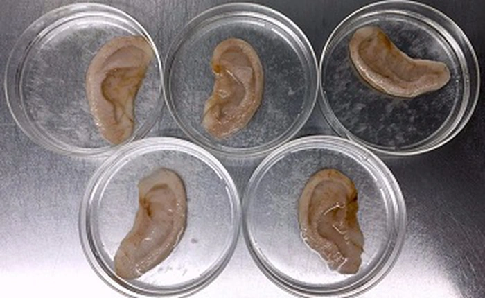 Bạn có tin không? Các nhà khoa học đã tạo ra được tai người từ một quả táo