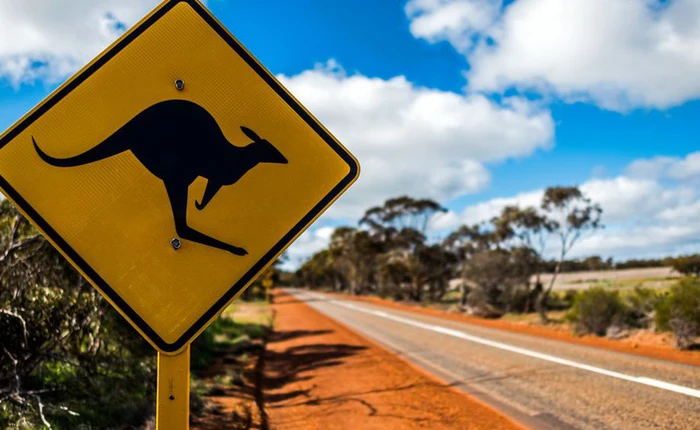 Xe tự lái của Volvo đầu hàng trước những chú chuột túi