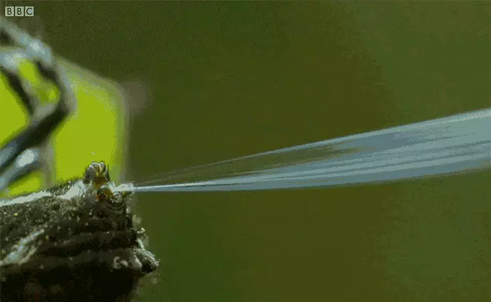 Nếu nghĩ Spider-Man bắn tơ như trong phim là quá "ảo" thì có lẽ bạn chưa biết loại nhện này rồi