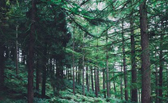 Các nhà khoa học phát hiện thêm 467 triệu ha rừng chưa từng được biết tới - gấp hơn 14 lần diện tích Việt Nam